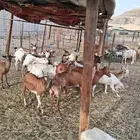 معزا محايلة دفيع شرط على السونار