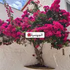حدائق منزلية
