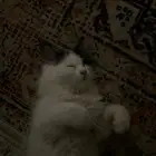 قط شيرازي ذكر