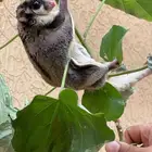 شوقر قلايدر