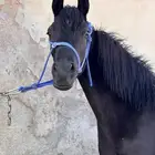 مهره دهماء كحل