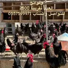 بيض بلدي مخصب