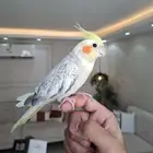 كرونات اليفه لاتفوتكم وبأسعار ممتازه جدا