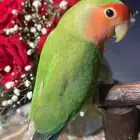 للبيع ببغاء الروز الأليف مناسب للأطفال