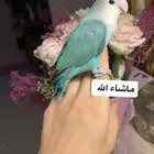 للبيع ببغاء الروز بألوان مميزه