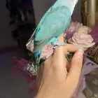 للبيع ببغاء الروز الأليف