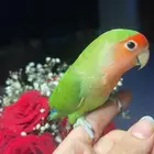 للبيع ببغاء الروز الأليف