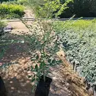 مورنقا البان العربي اليسر