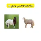 غنم
