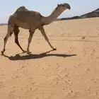 قعود