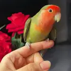 للبيع ببغاء الروز الأليف