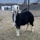 طلي جذع عمره سبع شهور صنف