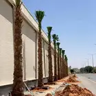 نخل امريكي واشنطونيا جميع المقاسات