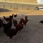 دجاج فرنسي للبيع