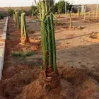 فسايل نخيل من الامهات وامجذر جميع الانوع متوفره