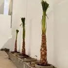 نخل للبيع العربي والزينه لتواصل 055157719