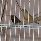 زوج زيبرا هولندي( تم البيع)