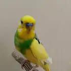 زوج بادجي