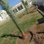 يوجد لدينا نخيل عربي وشنطونيا امركي زينه وفروخ ونقيل ونقوم