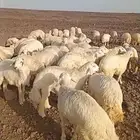 ذبايح حري سواكني تيوس مسلخ بالموقع مجهز شاهد التقييمات