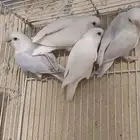 للبيع مجموعة حبات روز الونهم وضح في الصوره العدد 17حبه