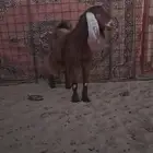 جفره للبيع