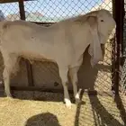 تيس مشروك جرم فاخر