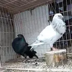 زوج نفاخ اسباني