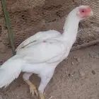 دجاج أذناب الهند