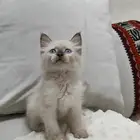 قطة صغيره كتن