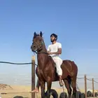 خيل عربي مكس