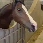 حصان شعبي فحل جزيري