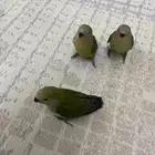 عصافير روز بسعر الجمله يوجد كميات