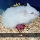 زوج هامستر ونتر وايت بإنتاجه