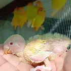 فروخ روز لهواة الغر