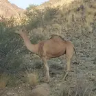 ناقه لقحه للبيع