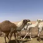 للبيع حشو مخاليل قعدان