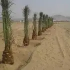 نخل للبيع تبوك العلا