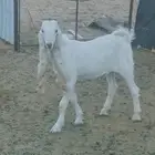 تيس صنف أبيض