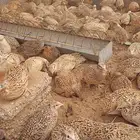 سمان للبيع ذبح او تربية