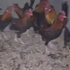 دياكه عربيه أصيله
