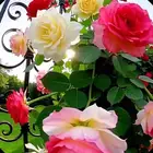 تنسيق حدائق