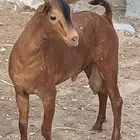 تيس للبيع