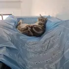 قطط ضايعه الي يلقلها يتواصل معاي تكفون اليوم الصباح ضاعو