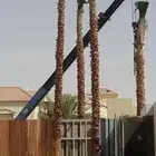 نخيل وشنطونيا ونخيل عربي