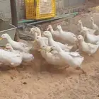 بط بكيني بياض