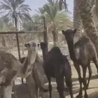 قعدان للبيع بالدلم