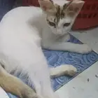 قطط لي التبني بشرط مخافت الله فيهم التواصل علي موقع حراج