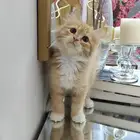 قطة صغيرة كيوت شهرين