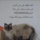قط ضائع قط مفقود في حي الندى بالدمام عمره 8 سنوات هملايا